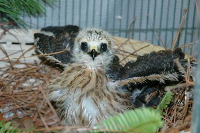Mississippi Kite rescued by Orphaned Bird Care.  Transferred to Center for Birds of Prey, Charleston, SC.